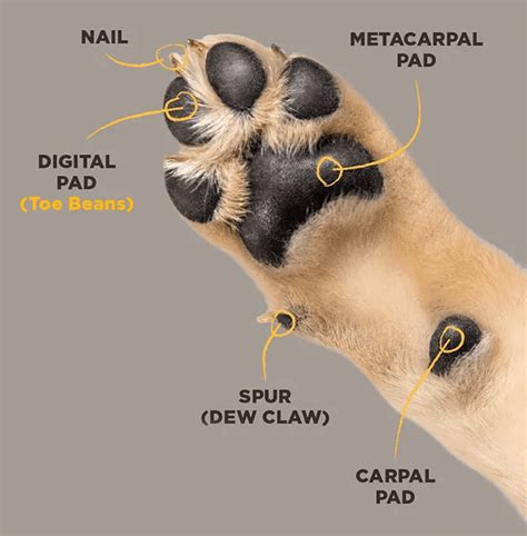 The Ultimate Guide to Understanding the Anatomy of a Dog Paw for Pet Owners and Animal Enthusiasts